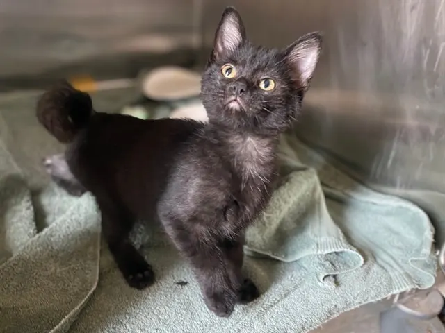 Delilah