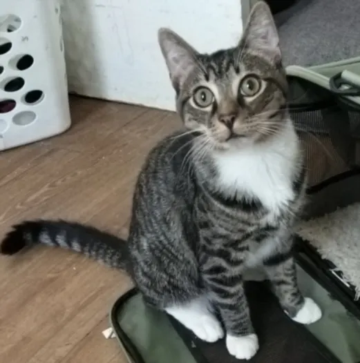 Kitty