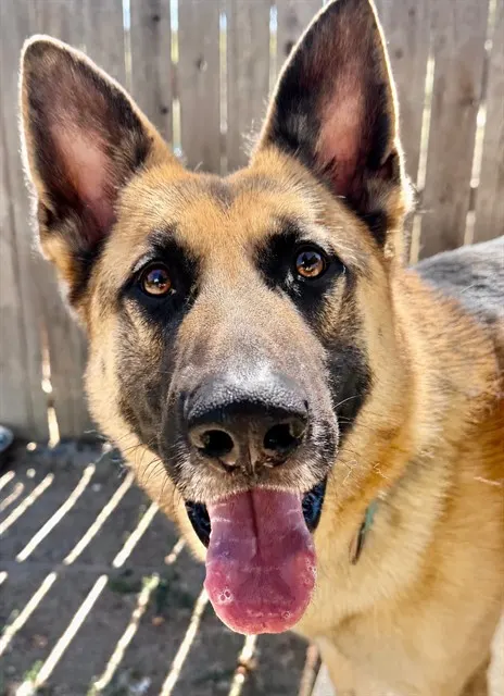 Kobi