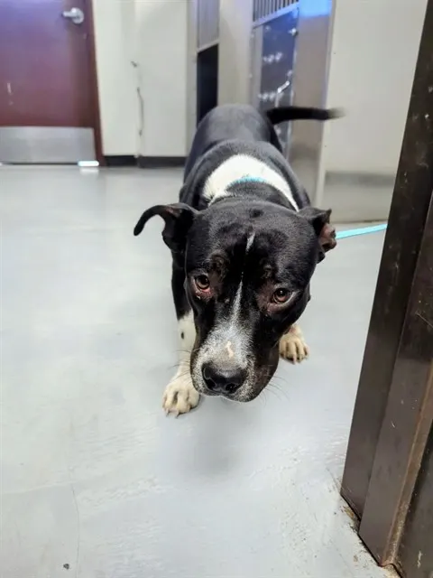 Adoptable Dog