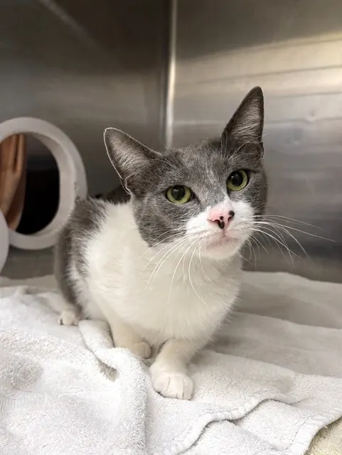Purrscilla
