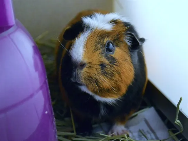 Irwin