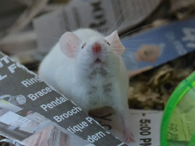 Snorckle