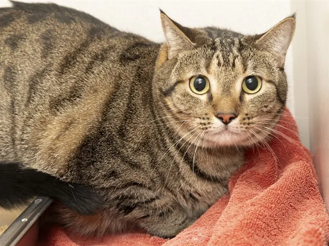 Tabby