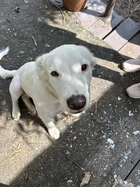 Heidi
