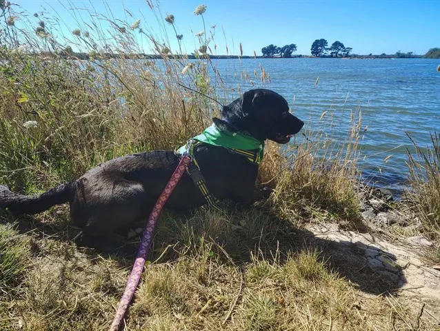 Cosmo