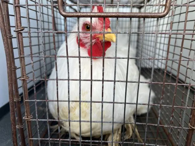 Adoptable Bird