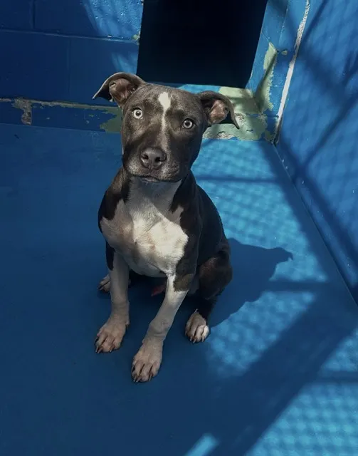 Adoptable Dog