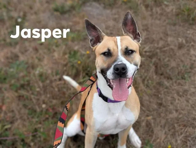 Jasper