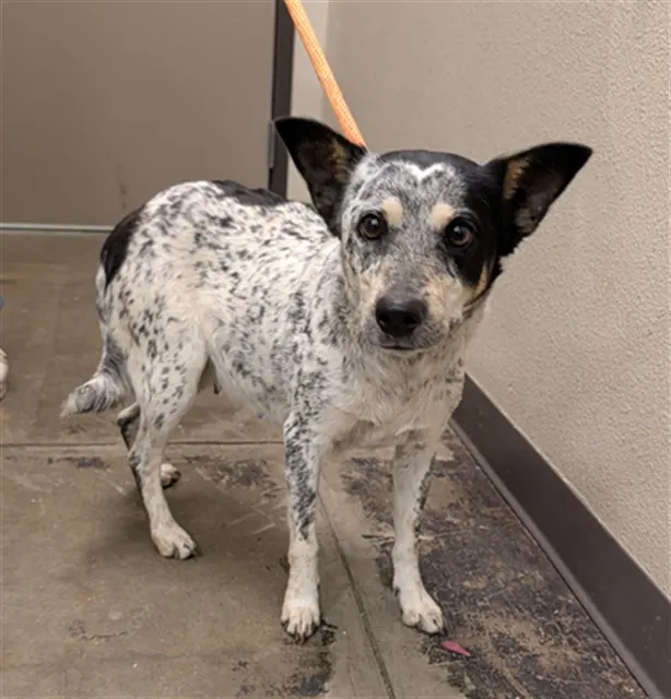 Pica - Adoption Pending