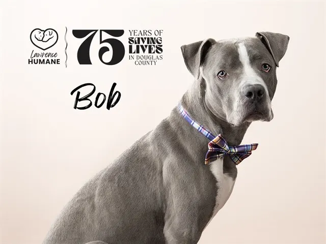 Bob