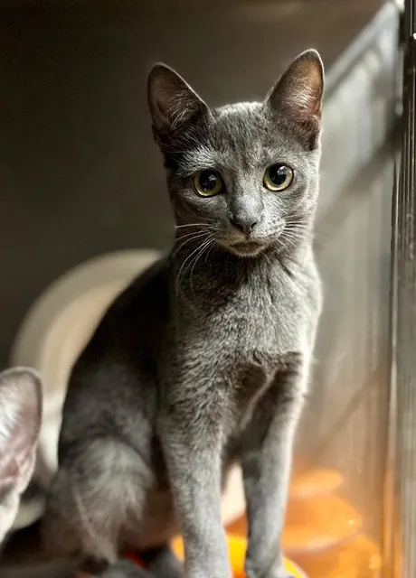 Ettie