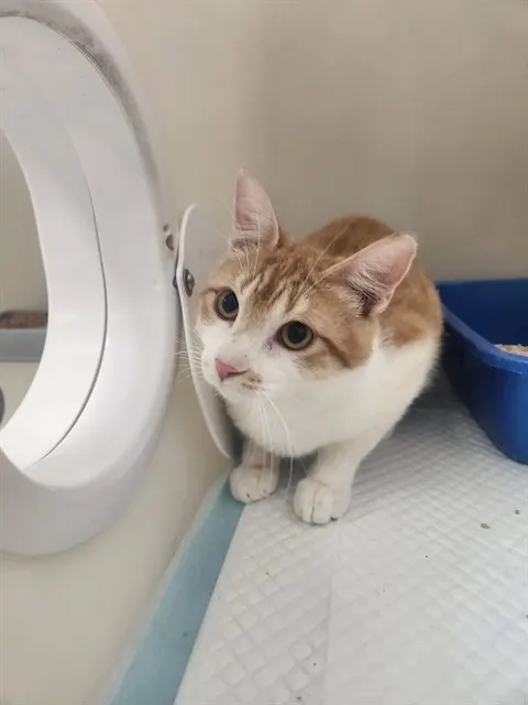 Milo