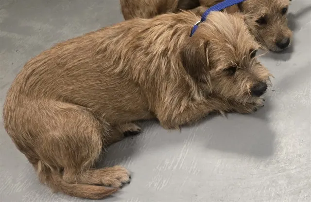 Adoptable Dog