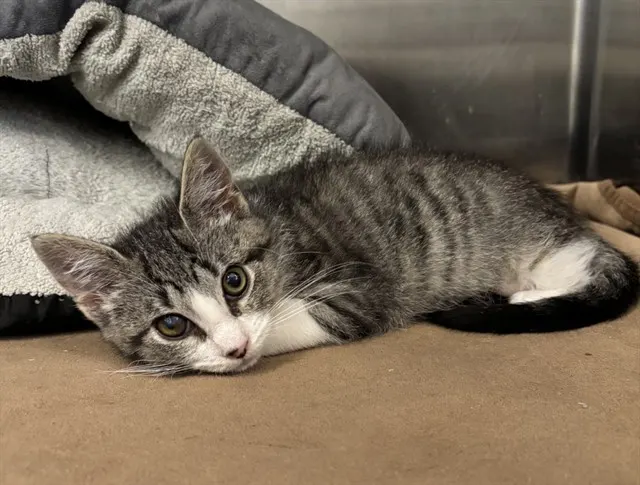 Marmalade