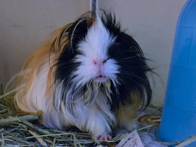 Fluffy