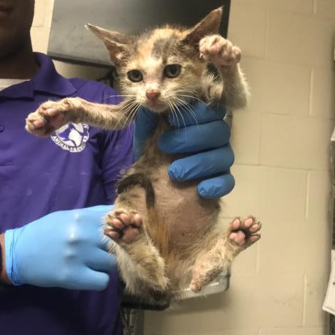 Adoptable Cat