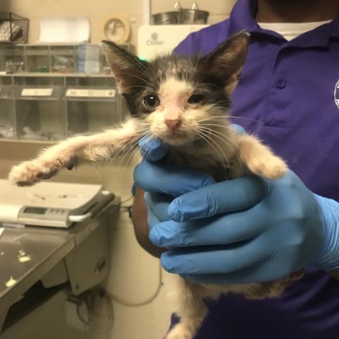 Adoptable Cat