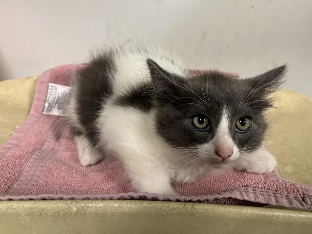 Adoptable Cat