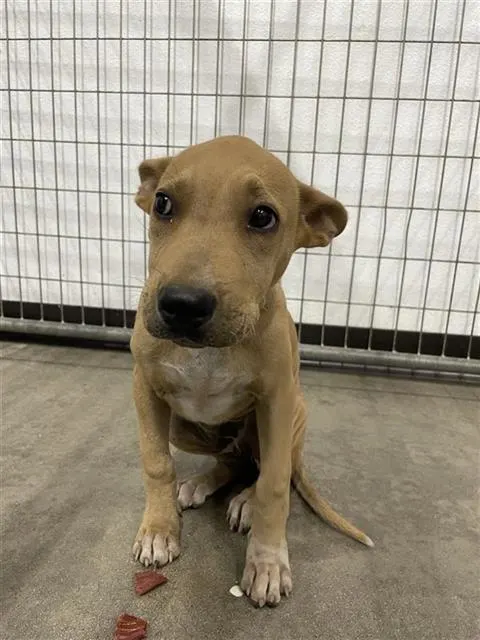 Adoptable Dog