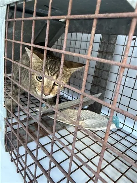 Adoptable Cat
