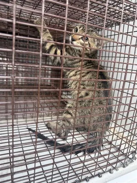 Adoptable Cat