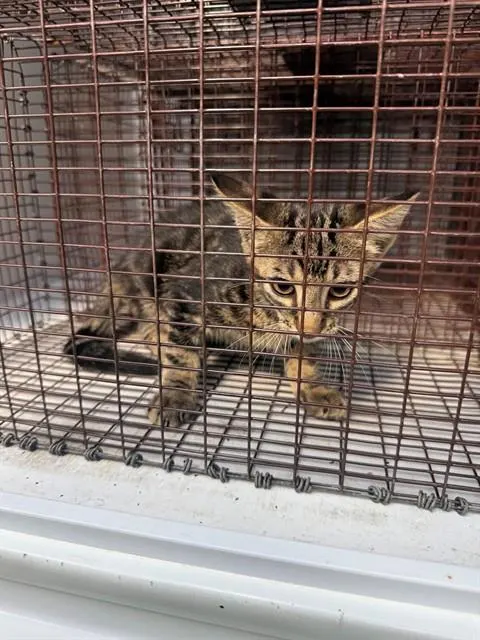 Adoptable Cat