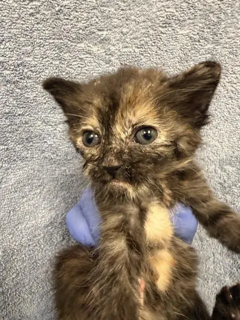 Adoptable Cat