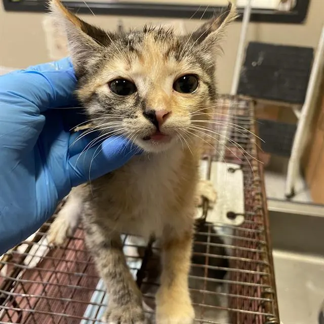 Adoptable Cat