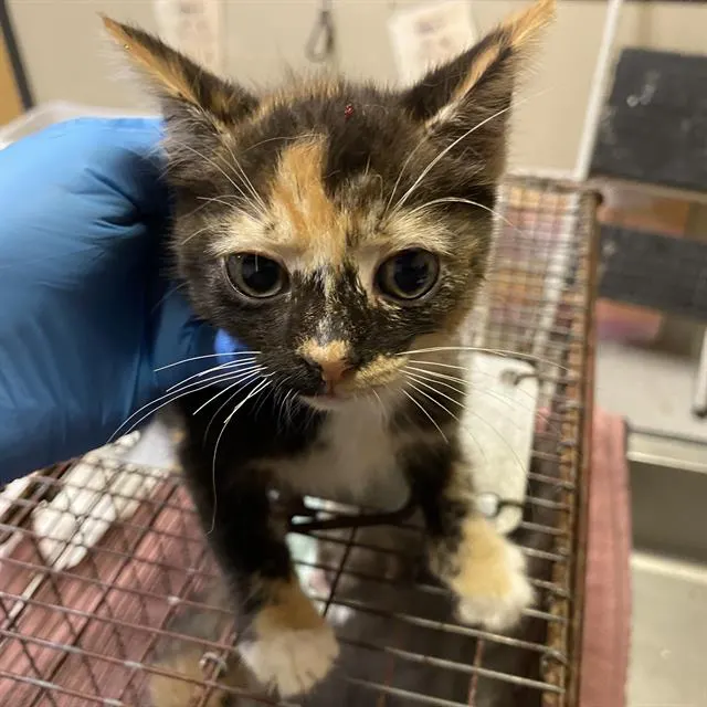Adoptable Cat