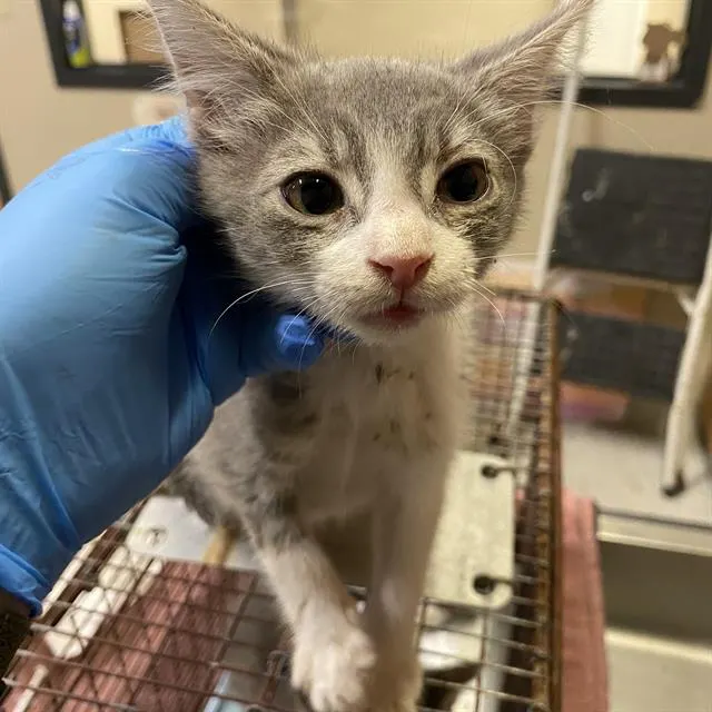 Adoptable Cat