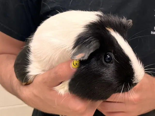 Mopsy
