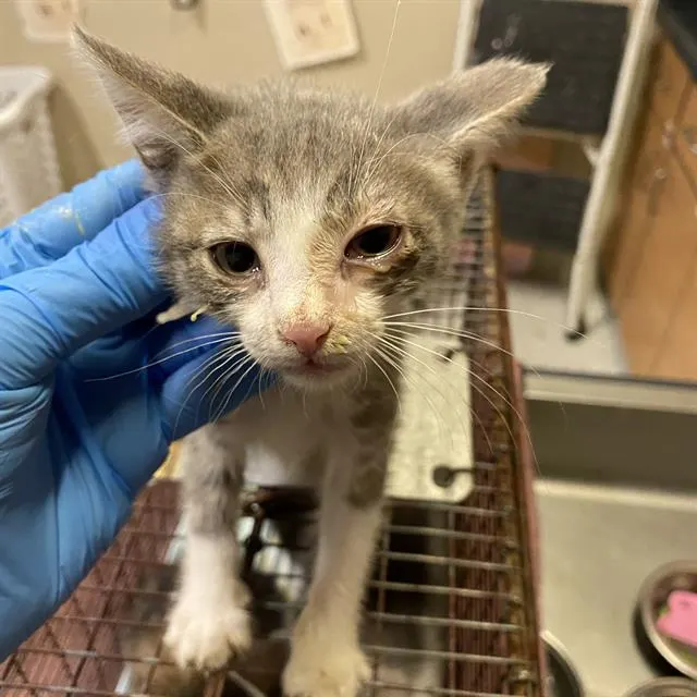 Adoptable Cat