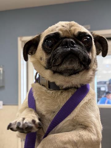 Adoptable Dog