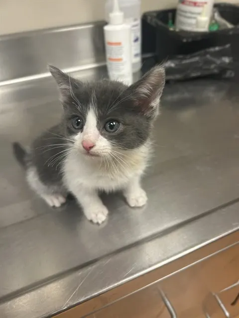 Adoptable Cat