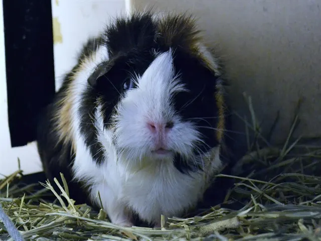 Sweetie