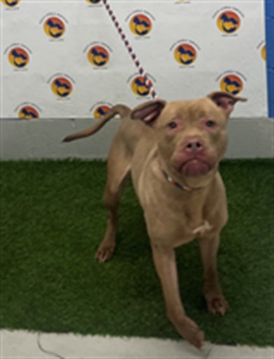 Nyla