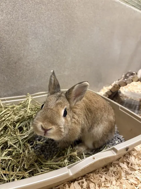Bugs Bunny