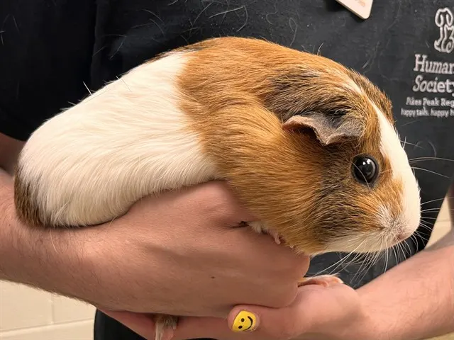 Flopsy