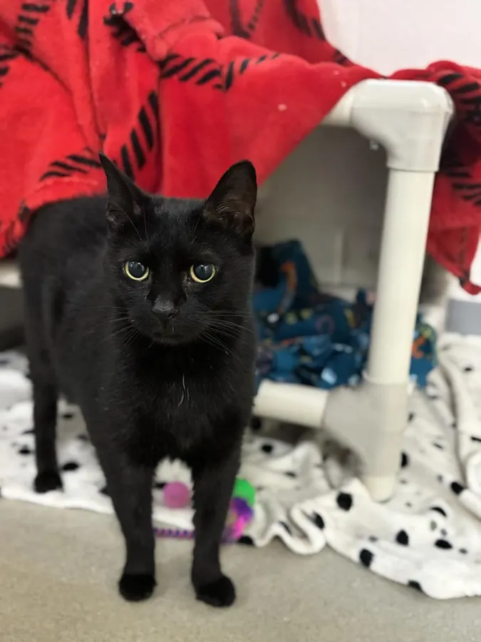 Jiji