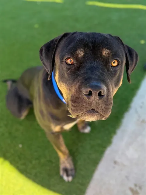 Bubba