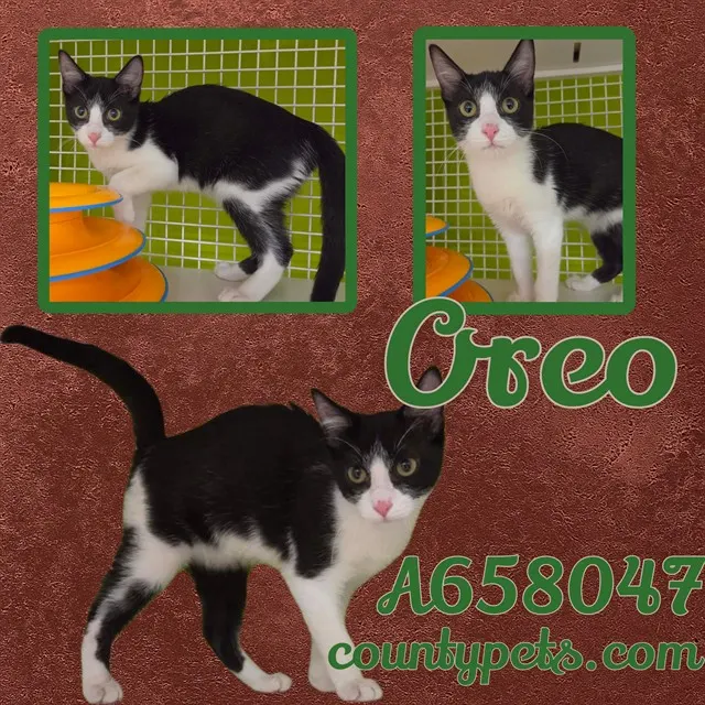 Oreo