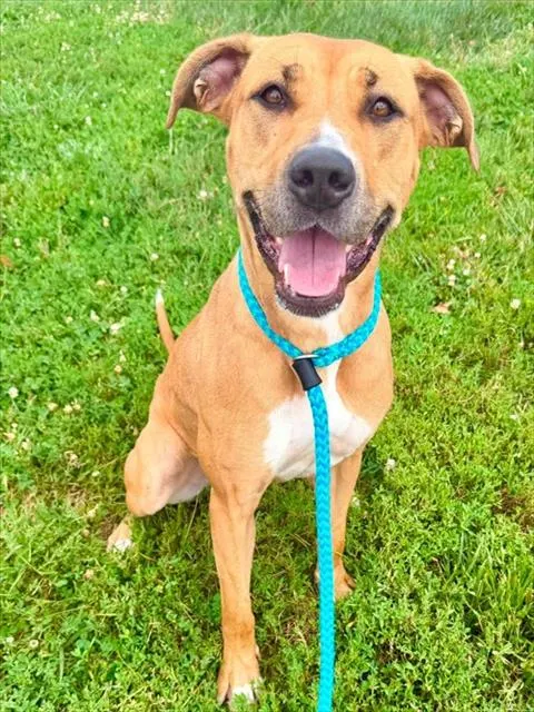 Nyla
