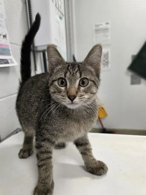 Gabriel