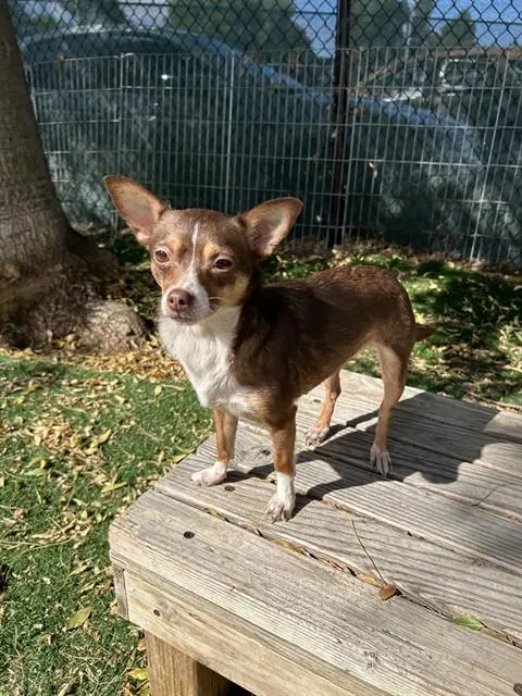 Adoptable Dog