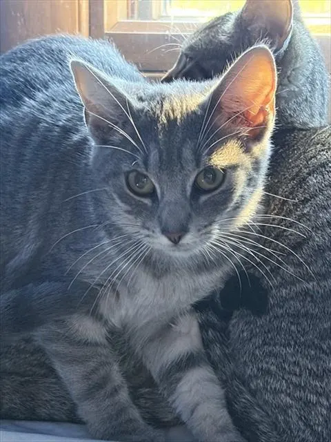 Sunny
