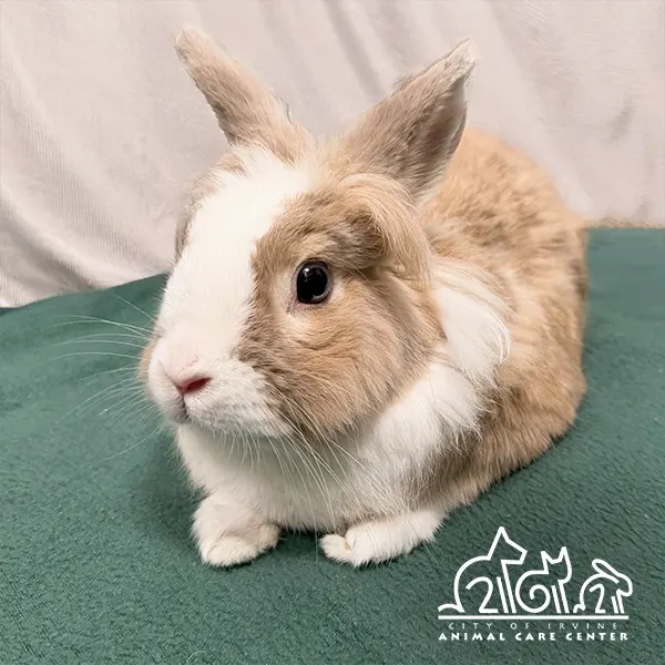 Thumper