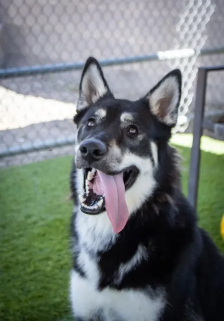 Shep