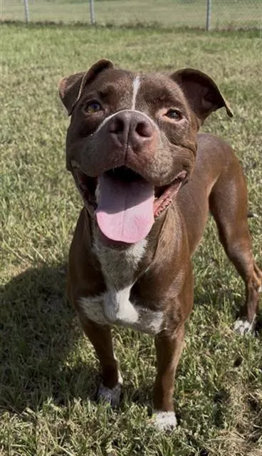 Briggs