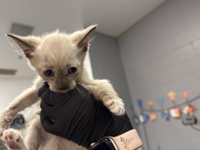 Adoptable Cat